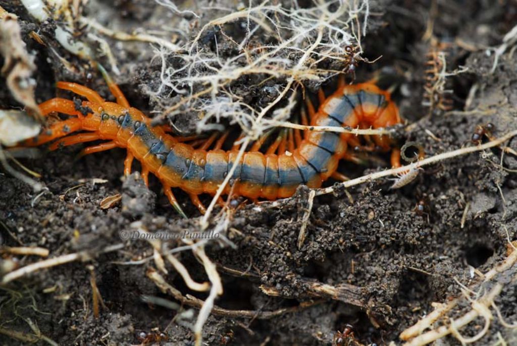 Scolopendra di colore insolito